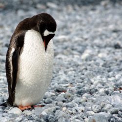 ガッカリするペンギン